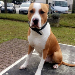 Gustavo profile