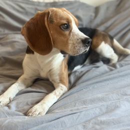 Tommy profile