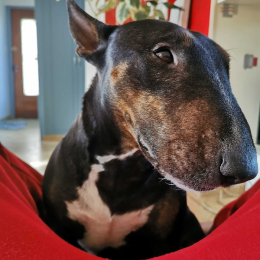 Sélofane profile
