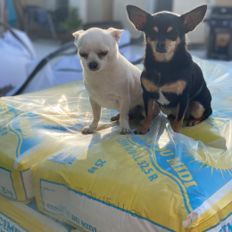 Buck et joyce profile