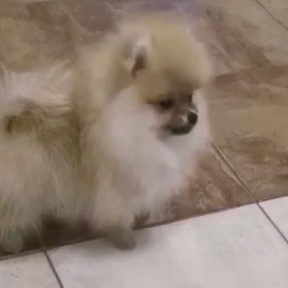 Shoupy profile