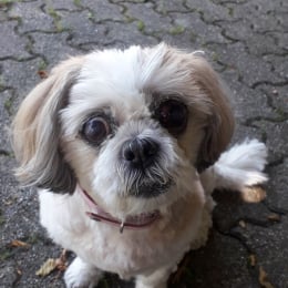 Bijou profile