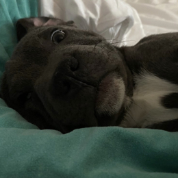 Doggo profile