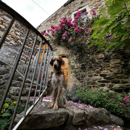 Valko profile