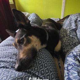 Rajah profile