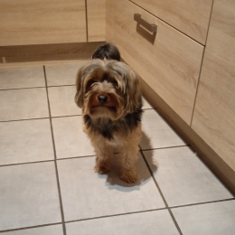 Hugo profile