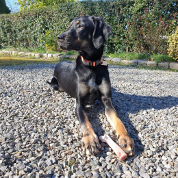 Peanut profile