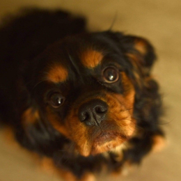Russell profile