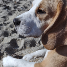 Sésame profile