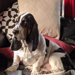 Patton profile