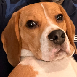 Uno profile