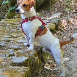 Doggo profile