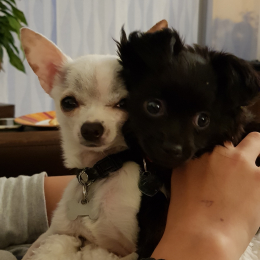 Jacky-chan et kaya profile