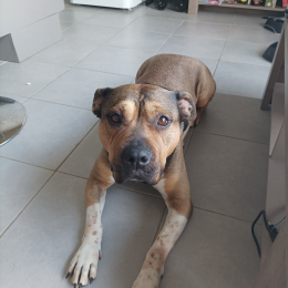 Doggo profile