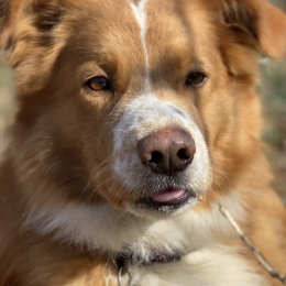 Mishko profile