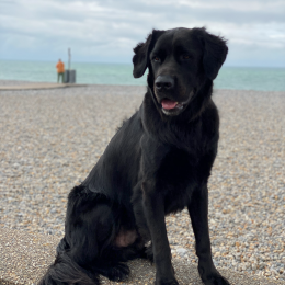 Jack profile