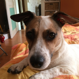 Frimousse profile