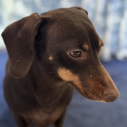 Suzette profile