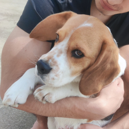 Doggo profile