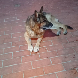 Doggo profile