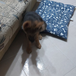 Deisy profile