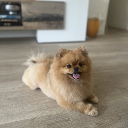 Poomy profile