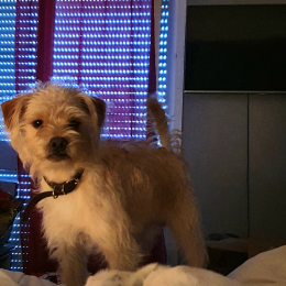 Paco profile