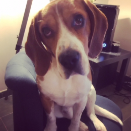 Harper profile