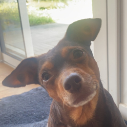 Elodie profile
