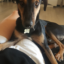 Jack profile