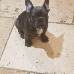Razmo profile