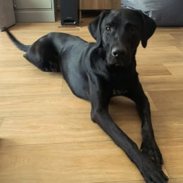 Diabolo profile