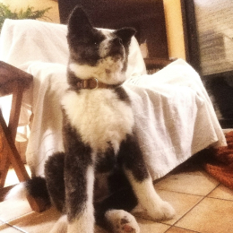Rajah profile