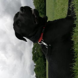Simba profile