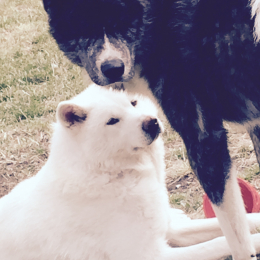 Seiunpo et emiko profile