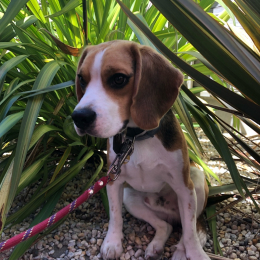 Nelson profile