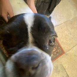 Owen profile