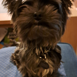 Tiber profile
