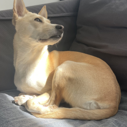 Tia profile