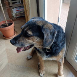 Layton profile