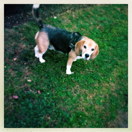 Higgins profile