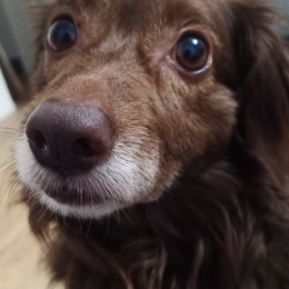 Marron profile