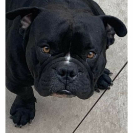 Monsieur king kong profile