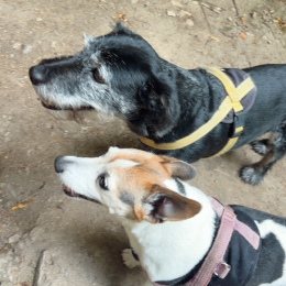 Iana et canna profile
