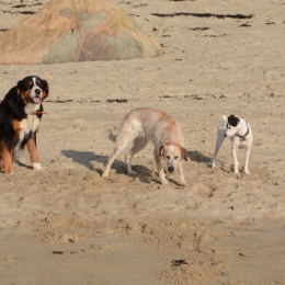 Ponto, patchouna et prunnelle  profile