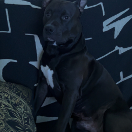 Uzzy profile