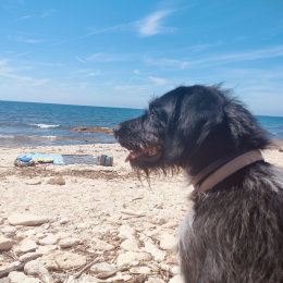 Guss profile