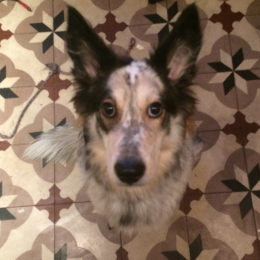 Kaya profile