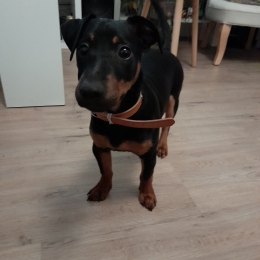Narco profile