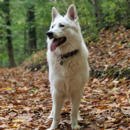 Shalom profile
